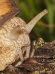 Roman Snail (Helix pomatia) Graham Carey
